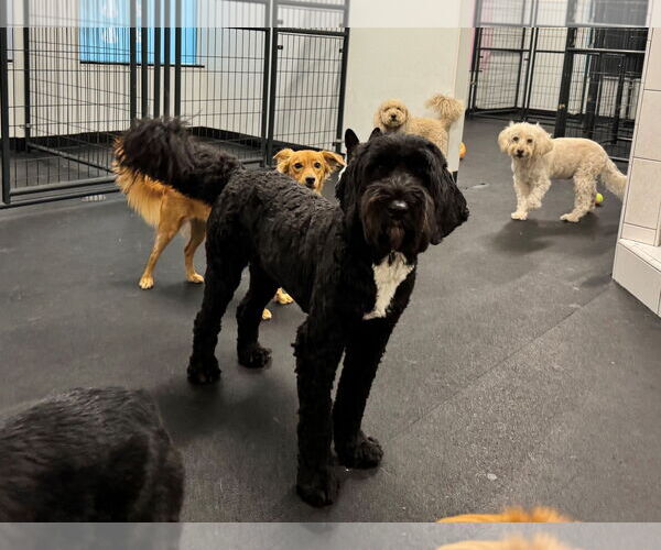 Medium Photo #2 Labradoodle Puppy For Sale in Woodland, CA, USA