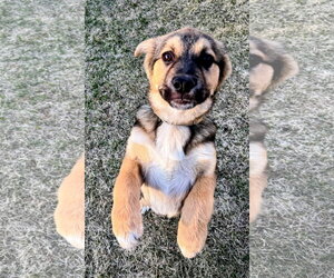 Leo - Male Mutt Dog for Adoption - Photo #3