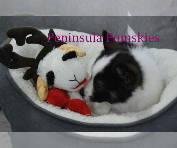 Medium Photo #6 Pomsky Puppy For Sale in SEQUIM, WA, USA
