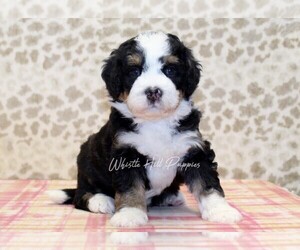 Miniature Bernedoodle Puppy for sale in DENVER, PA, USA