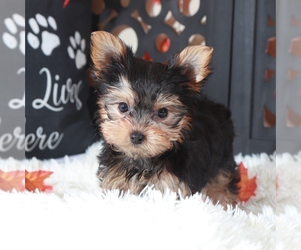 Medium Photo #2 Yorkshire Terrier Puppy For Sale in MOUNT VERNON, OH, USA
