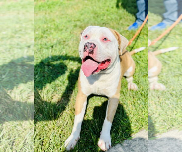 Medium Photo #3 American Pit Bull Terrier Puppy For Sale in Manahawkin, NJ, USA