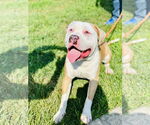 Small #2 American Pit Bull Terrier