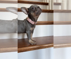 French Bulldog Puppy for sale in METUCHEN, NJ, USA