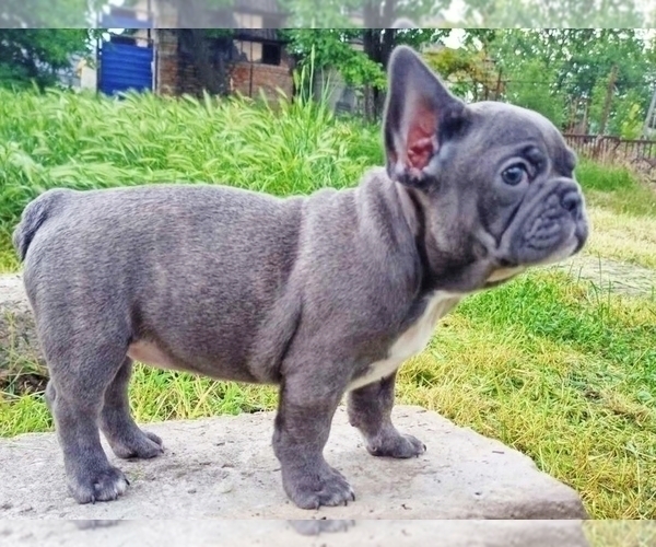 Medium Photo #6 French Bulldog Puppy For Sale in EASTON, PA, USA