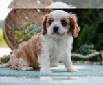 Small #2 Cavalier King Charles Spaniel