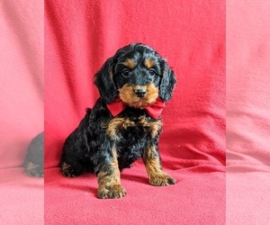 Cock-A-Poo Puppy for sale in NOTTINGHAM, PA, USA