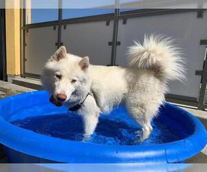 Siberian Husky Dogs for adoption in Berkeley , CA, USA