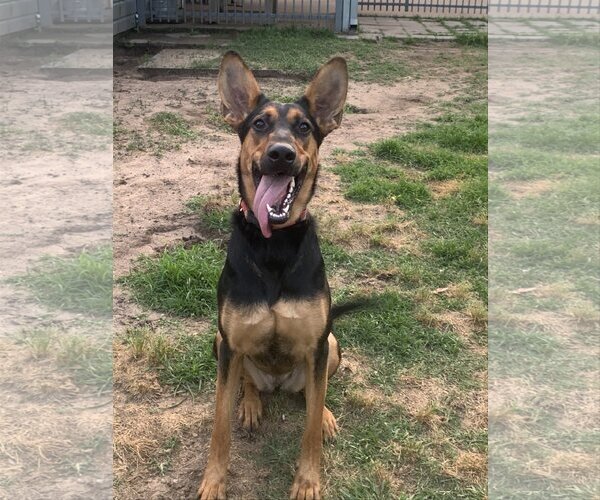 Medium Photo #15 Doberman Pinscher-German Shepherd Dog Mix Puppy For Sale in Spring, TX, USA