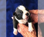 Small Photo #1 Boston Terrier Puppy For Sale in MULINO, OR, USA