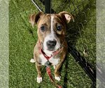 Small #1 Mutt