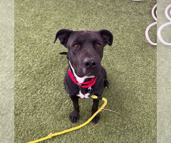 Medium Photo #1 Mutt Puppy For Sale in Las Vegas, NV, USA