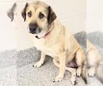 Small #1 Anatolian Shepherd Mix