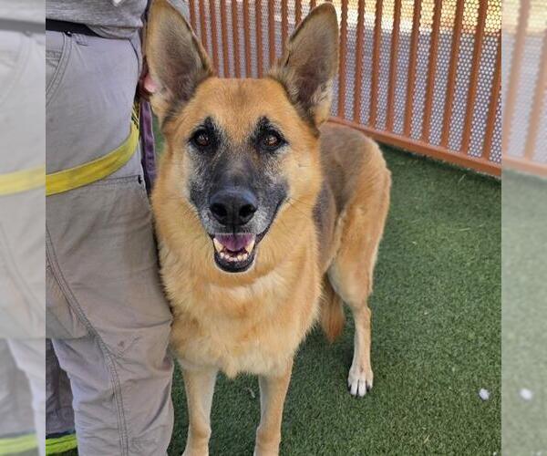 Medium Photo #1 German Shepherd Dog-Unknown Mix Puppy For Sale in Las Vegas, NV, USA