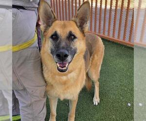 German Shepherd Dog-Unknown Mix Dogs for adoption in Las Vegas, NV, USA