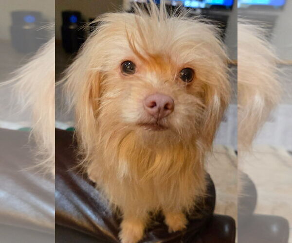 Medium Photo #3 Chihuahua-Unknown Mix Puppy For Sale in New London, WI, USA