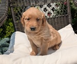 Puppy Chandler Golden Retriever
