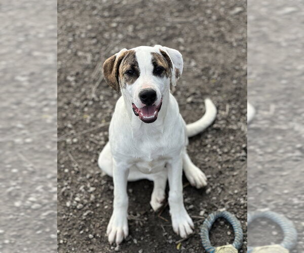 Medium Photo #2 Labrador Retriever-Unknown Mix Puppy For Sale in Elmsford, NY, USA
