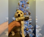 Small Photo #4 Golden Retriever Puppy For Sale in MILTON, FL, USA