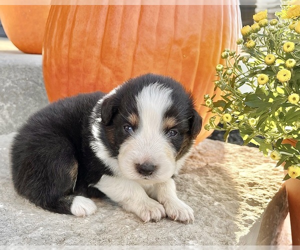 Medium Photo #1 Australian Shepherd Puppy For Sale in LODA, IL, USA