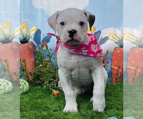 Medium Photo #1 American Bulldog Puppy For Sale in PLUMAS LAKE, CA, USA
