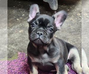 French Bulldog Puppy for sale in AFTON, WY, USA