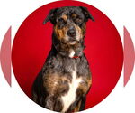 Small Rottweiler Mix