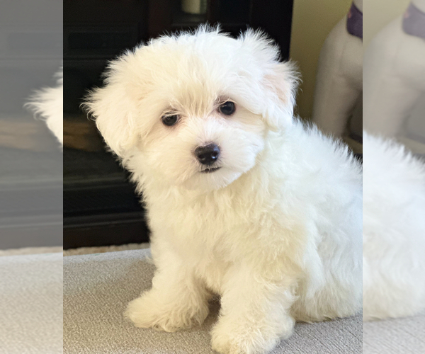 Medium Photo #1 Maltipoo Puppy For Sale in ALEXANDRIA, VA, USA