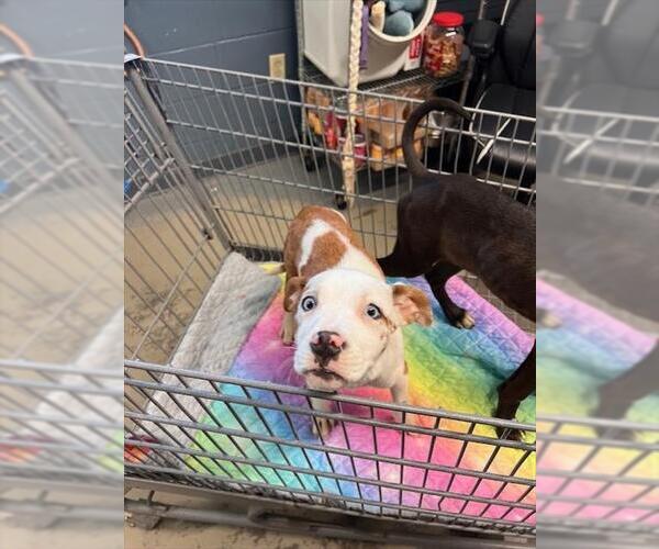 Medium Photo #1 Catahoula Leopard Dog Puppy For Sale in Tallahassee, FL, USA