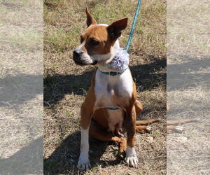 Honey - Female Boxer-Unknown Mix Dog for Adoption - Photo #2