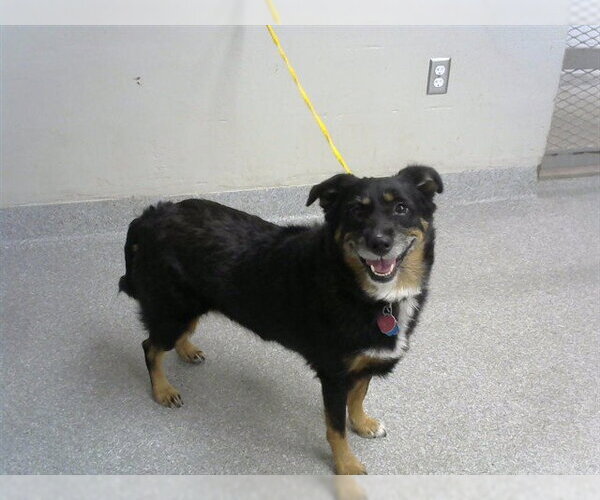 Medium Photo #1 Labrador Retriever-Pembroke Welsh Corgi Mix Puppy For Sale in Pasadena, TX, USA