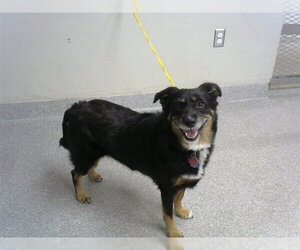 Labrador Retriever-Pembroke Welsh Corgi Mix Dogs for adoption in Pasadena, TX, USA