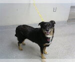 Small Labrador Retriever-Pembroke Welsh Corgi Mix