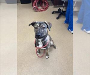 German Shepherd Dog-Unknown Mix Dogs for adoption in Derwood, MD, USA