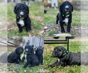 Goldendoodle Puppy for sale in LOTHIAN, MD, USA