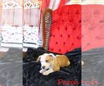 Small Photo #15 Mutt Puppy For Sale in Wakefield, RI, USA