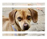 Small #2 Chiweenie