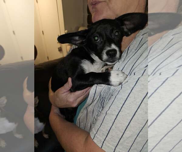 Medium Photo #1 Dachshund-Unknown Mix Puppy For Sale in Arlington, WA, USA