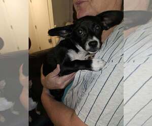 Dachshund-Unknown Mix Dogs for adoption in Arlington, WA, USA