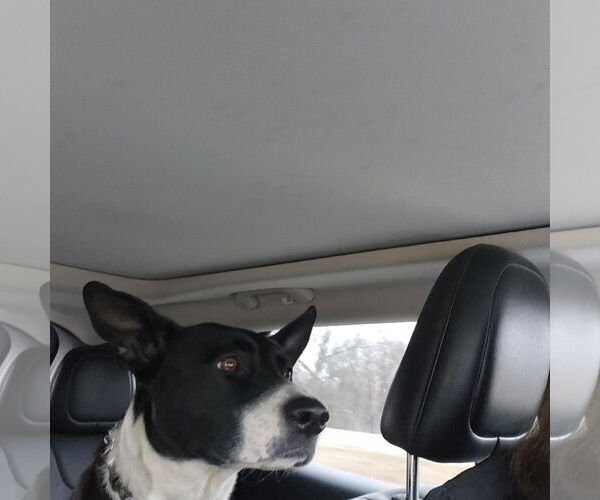 Medium Photo #3 Staffordshire Bull Terrier-Unknown Mix Puppy For Sale in Lyons, IL, USA
