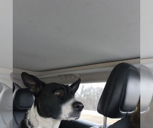 Emma - Female Staffordshire Bull Terrier-Unknown Mix Dog for Adoption - Photo #3