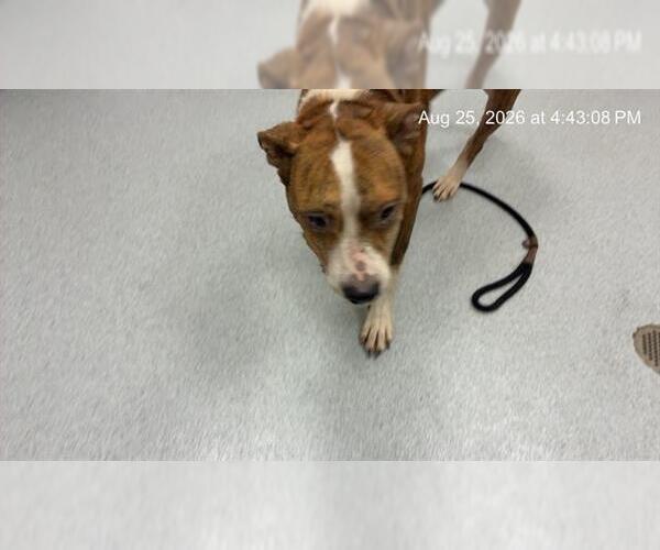 Medium Photo #1 American Pit Bull Terrier Puppy For Sale in Ocala, FL, USA