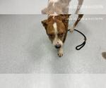 Small American Pit Bull Terrier