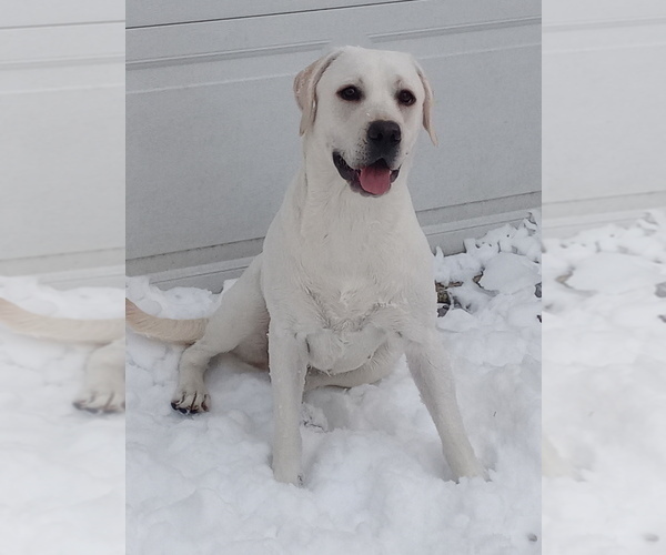 Medium Photo #1 Labrador Retriever Puppy For Sale in CLEVELAND, OH, USA
