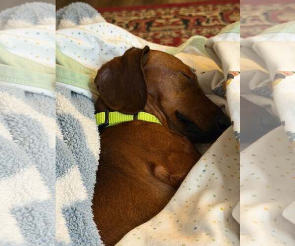Medium Photo #3 Dachshund Puppy For Sale in Sioux Falls, SD, USA