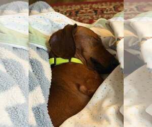 Hazel - Female Dachshund Dog for Adoption - Photo #3