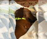 Small Photo #3 Dachshund Puppy For Sale in Sioux Falls, SD, USA