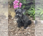 Small Photo #5 Schnauzer (Miniature) Puppy For Sale in WEST BRANCH, IA, USA