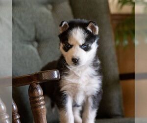 Siberian Husky Puppy for Sale in KINZERS, Pennsylvania USA
