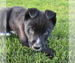 Small #4 Mutt